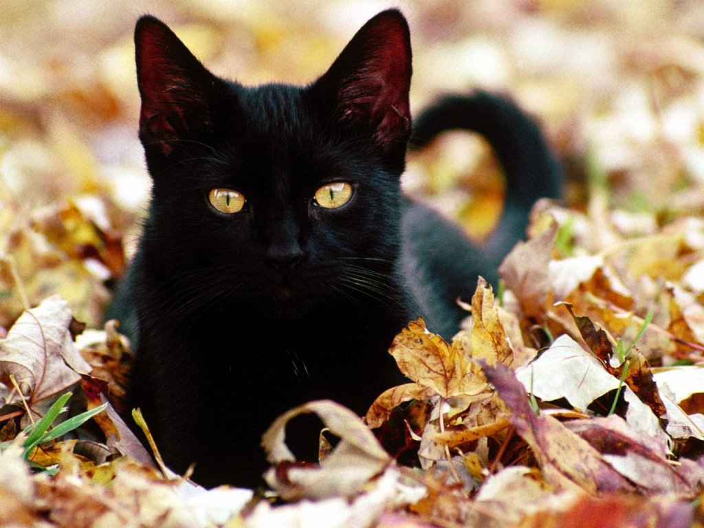 Gatti (341)